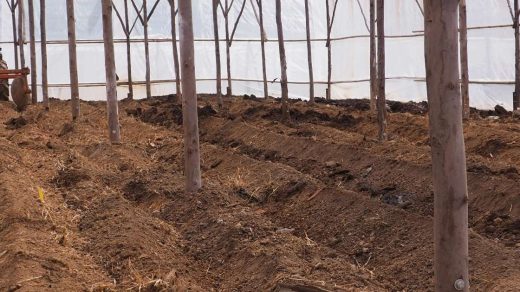 Soil Sterilization