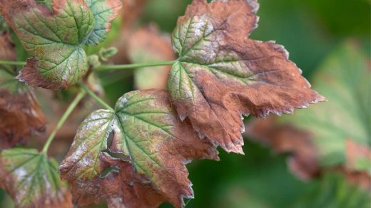 Fusarium Wilt