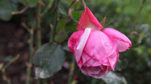 rose