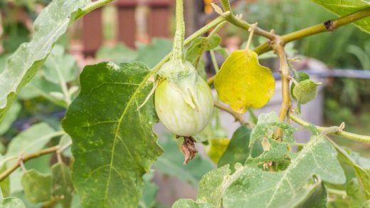 brinjal shoot