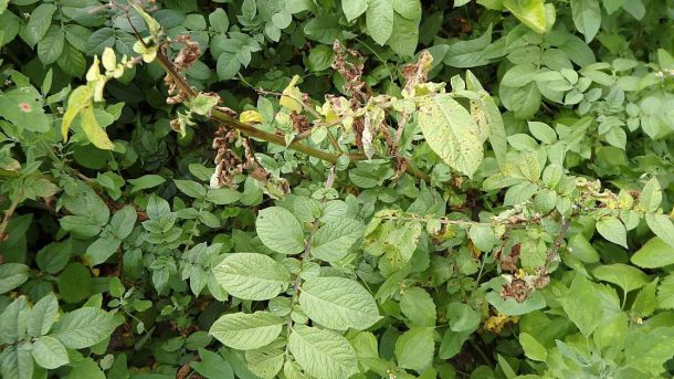 late blight