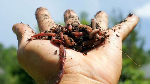 earthworm