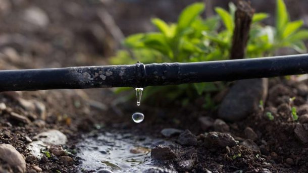drip irrigation