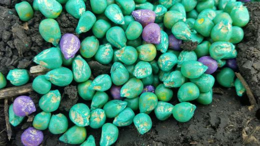 seed dressing