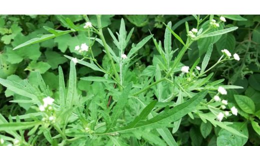 Parthenium weed