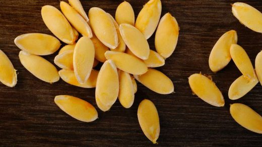 breeder seed