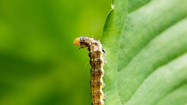 pink bollworm