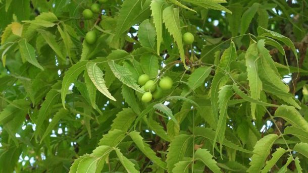 neem