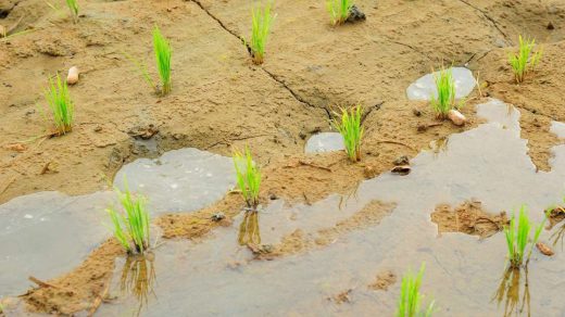 rotational irrigation