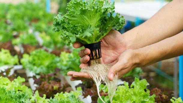 hydroponics