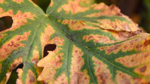 chlorosis