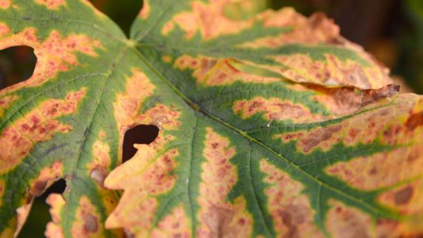 chlorosis