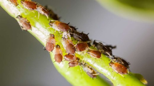 sucking insects