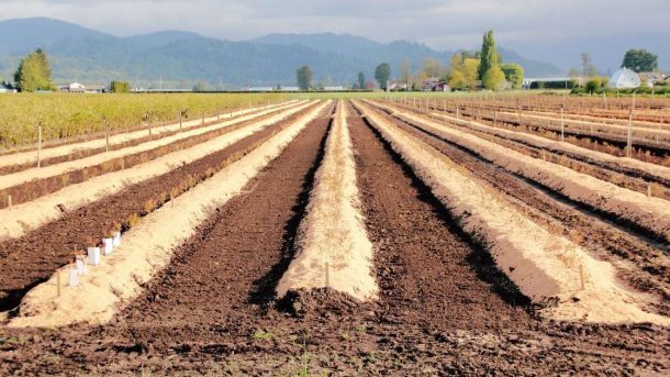 planting