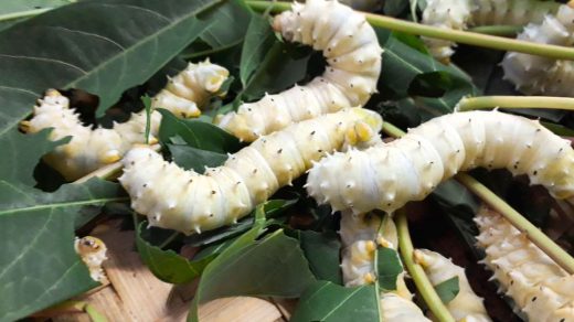 silkworm