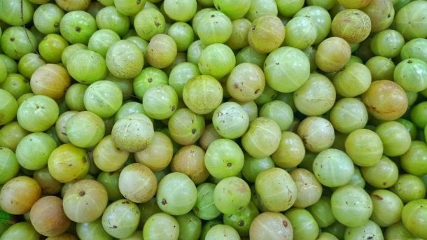 gall