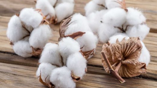 Bt cotton