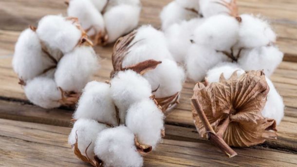 Bt cotton