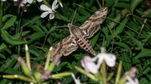 corcyra moth