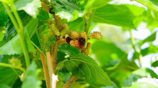 mulberry