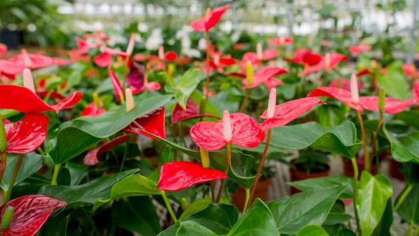 anthurium