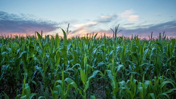 crop production