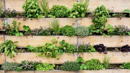 vertical gardening