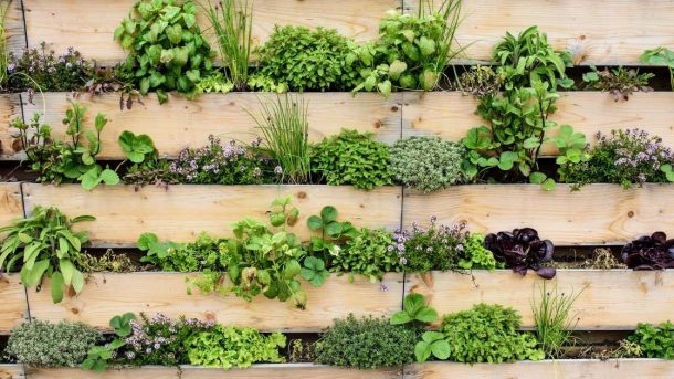 vertical gardening