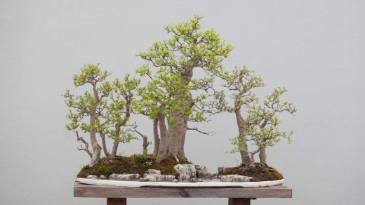 bonsai