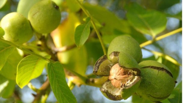 walnut