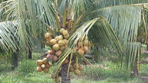 Coconut