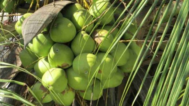coconuts