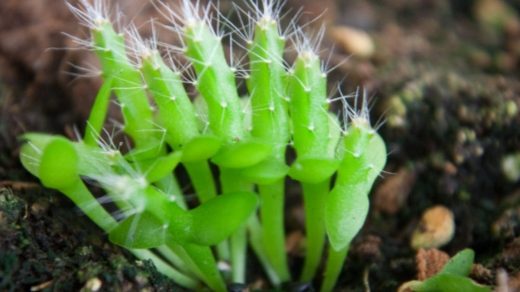 germinate