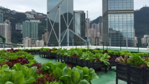 rooftop farming