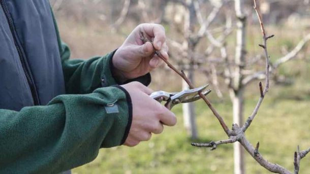 pruning