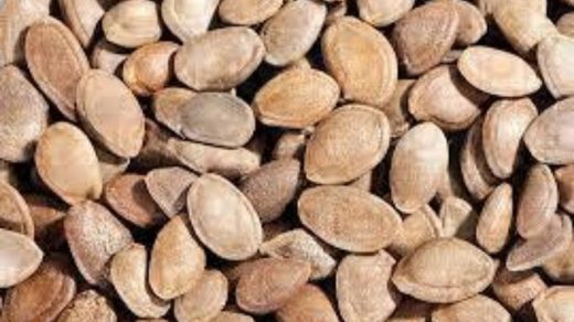 seed