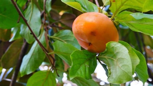 persimmon