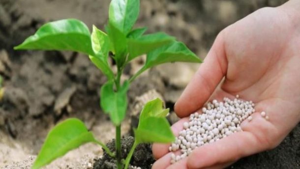 Biofertilizer