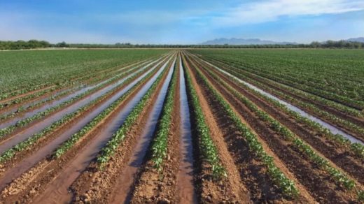 furrow irrigation