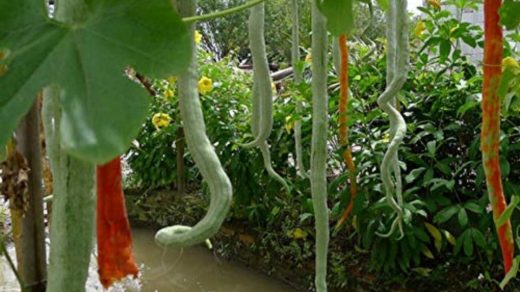 Snake Gourd