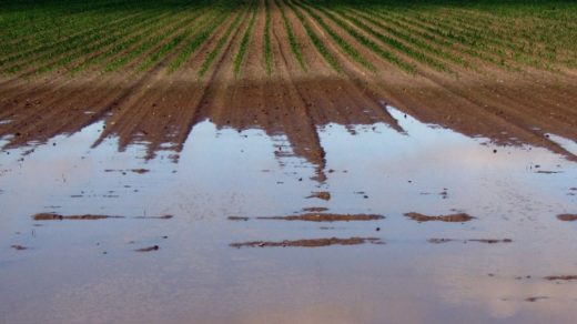 runoff farming