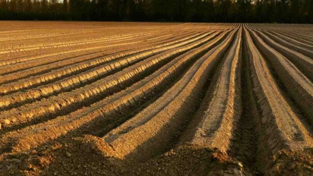 soil