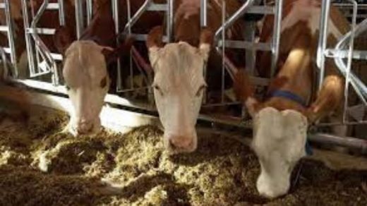 Livestock