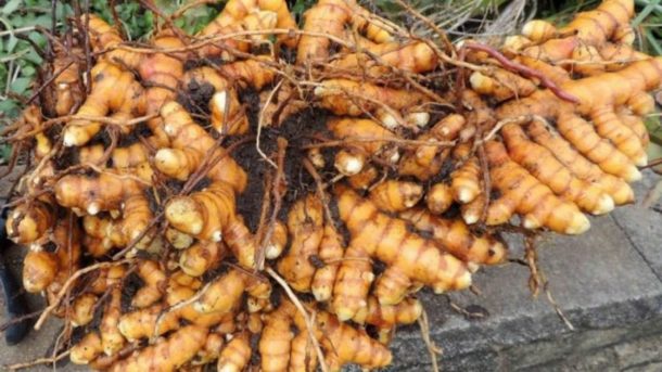 turmeric