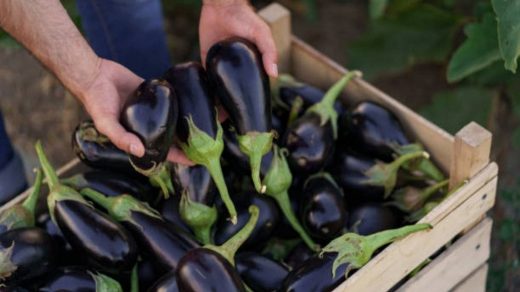 brinjal