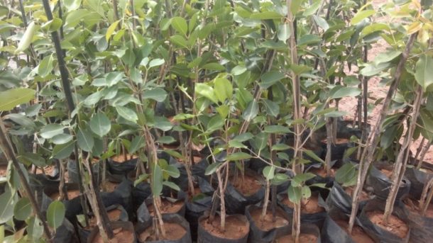 propagation