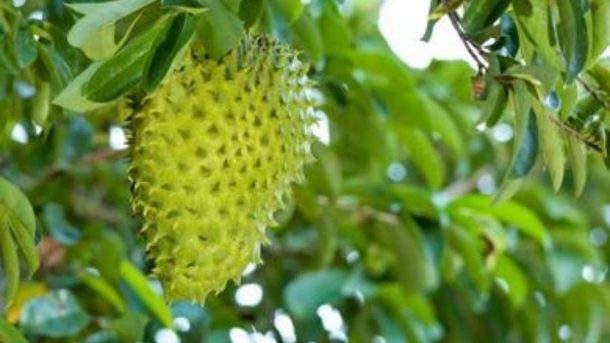 soursop