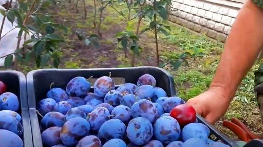 plum