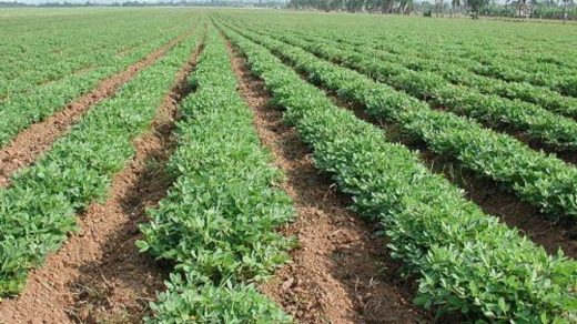 groundnut