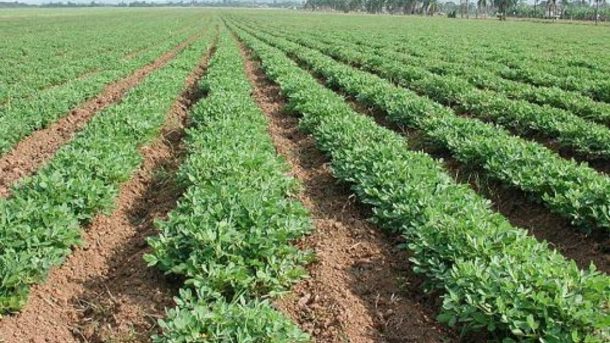 groundnut